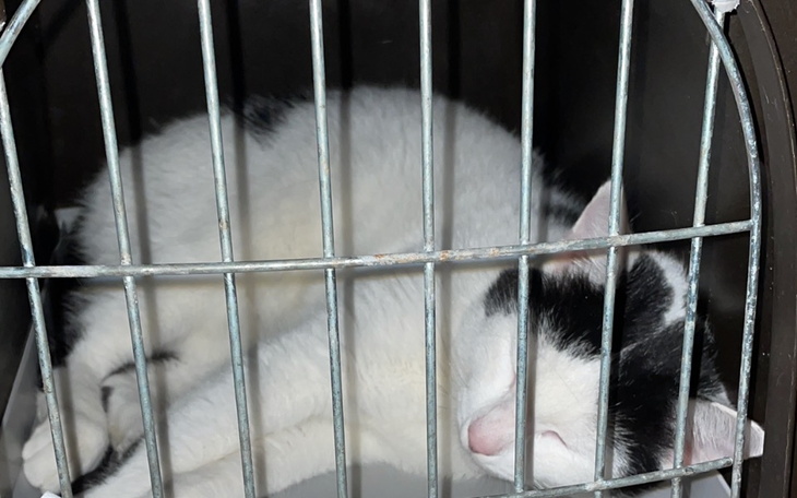 Kot śpiący w klatce, wygląda na zrelaksowanego.