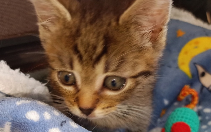 Zbiórka Filip zbiera na leczenie kotow. - zdjęcie główne