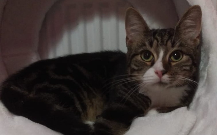 Zbiórka Pysiu, chory na koronawirusa FIP - zdjęcie główne