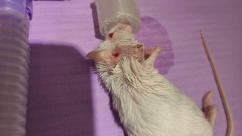 Zbiórka Malutka myszka, wielki ból - miniaturka zdjęcia