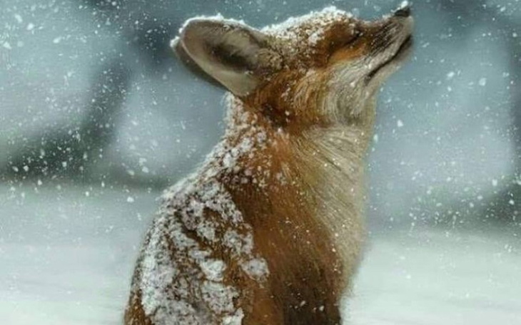 Zbiórka Marzenie skromnego człowieka - zdjęcie główne