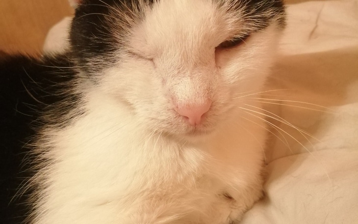 Zbiórka OPERACJA I LECZENIE Kotów - zdjęcie główne