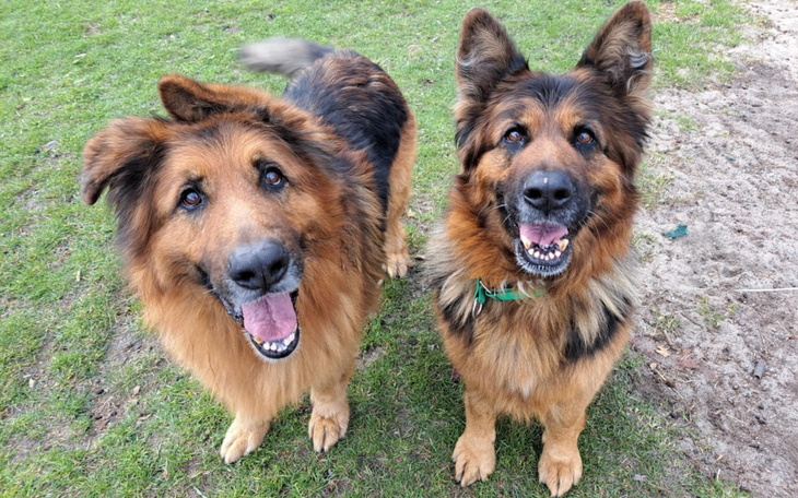 Dwa uśmiechnięte owczarki niemieckie na trawie.