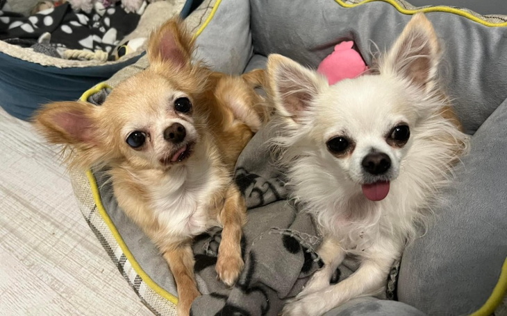 Zbiórka Leczenie Kory i Dancy - zdjęcie główne