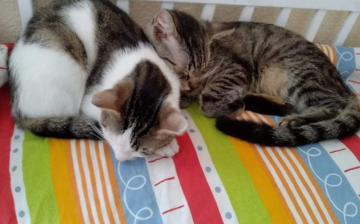 Zbiórka Pilna Pomoc dla tygryska - zdjęcie główne