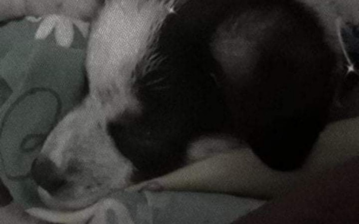 Zbiórka Na Wyprawkę Dla Małego Psiaka - zdjęcie główne