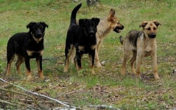 Zbiórka Na wyżywienie bezdomnych psów - zdjęcie główne