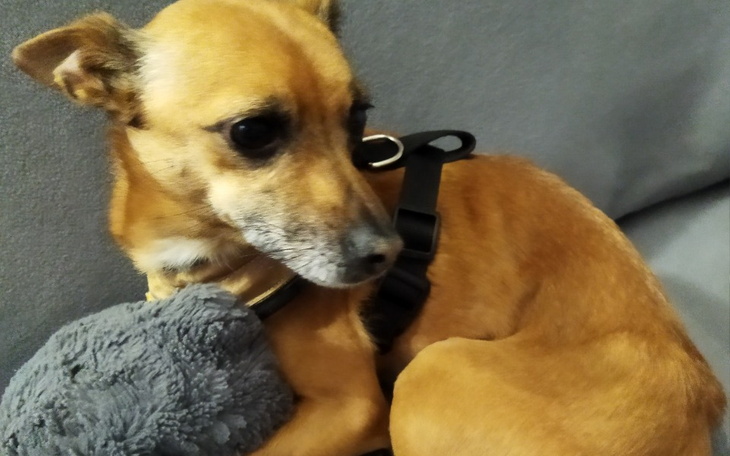 Zbiórka Dla Figi na operację - zdjęcie główne