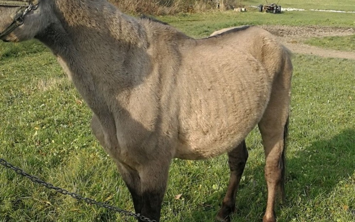 Zbiórka Uratujmy wałacha - zdjęcie główne