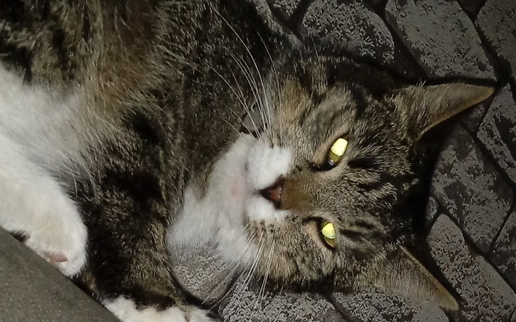 Zbiórka Zbieram na leczenie dla kotka - zdjęcie główne