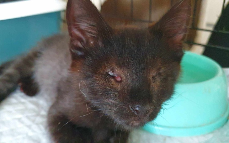 Zbiórka Pomóż nam przetrwać... - zdjęcie główne