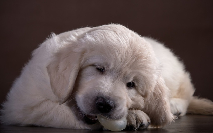 Zbiórka Zbieranie Na Chorego psa . Rak - zdjęcie główne