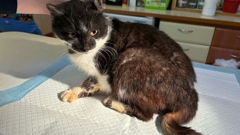 Zbiórka Nowe życie Pysi - miniaturka zdjęcia