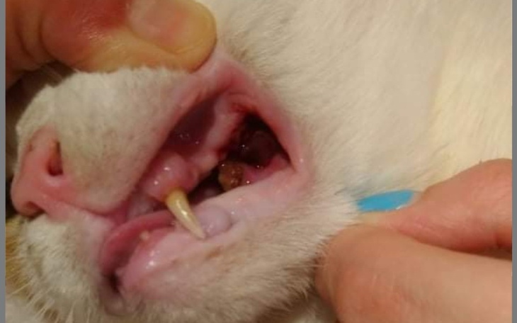 Zbiórka Na leczenie bolących ząbków - zdjęcie główne