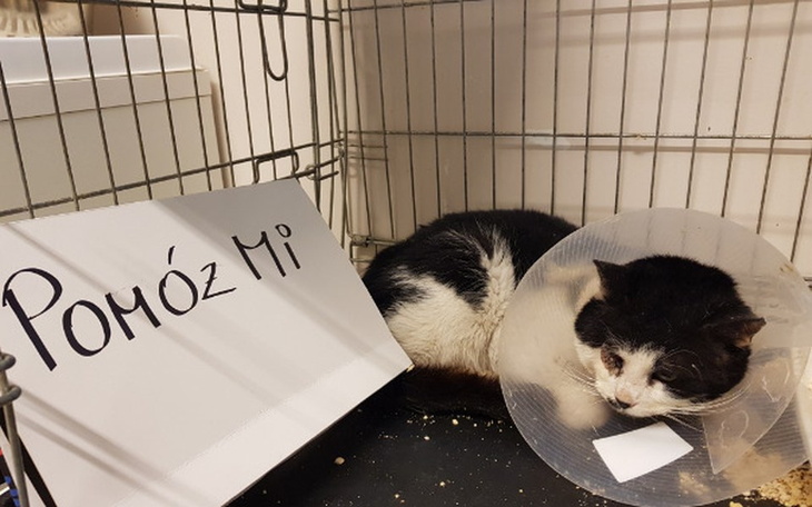Zbiórka Na ratunek kotów - zdjęcie główne