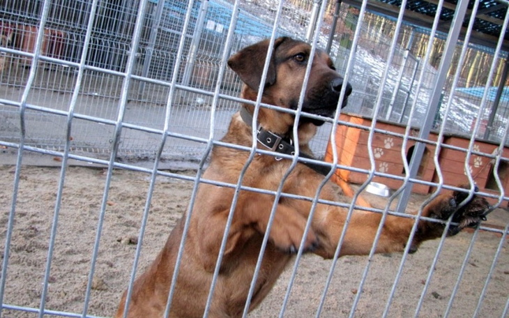 Zbiórka Zbiórka na schronisko w Bytomiu - zdjęcie główne