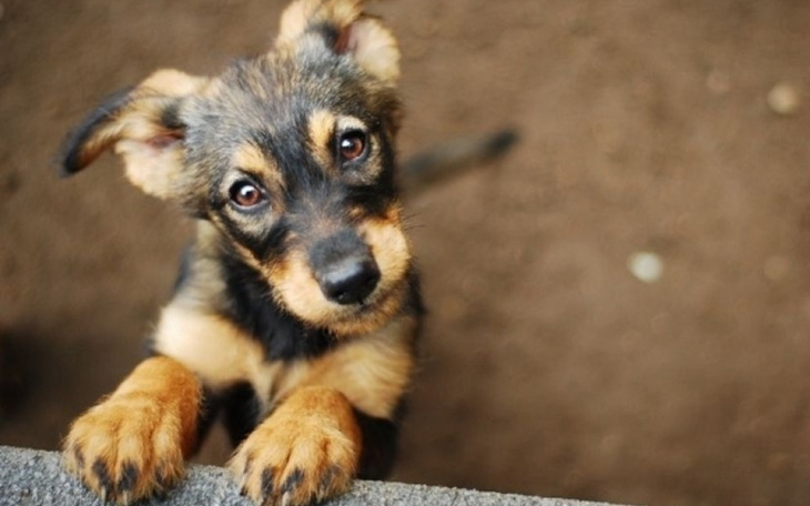 Zbiórka Karma dla psów i kotów. - zdjęcie główne