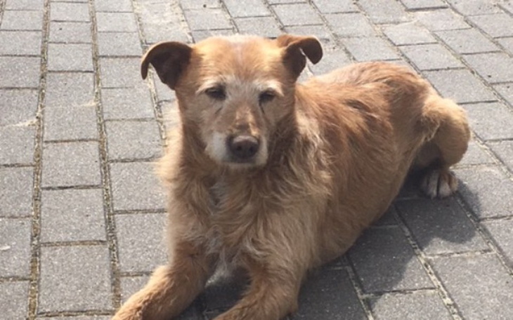 Zbiórka Ocalenie psa Rudolfa. - zdjęcie główne