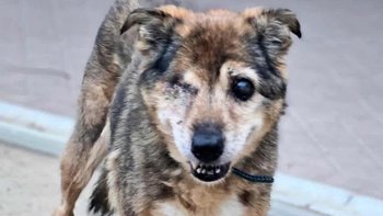 Zbiórka Pomóż nam Pomagać - Prosimy - miniaturka zdjęcia