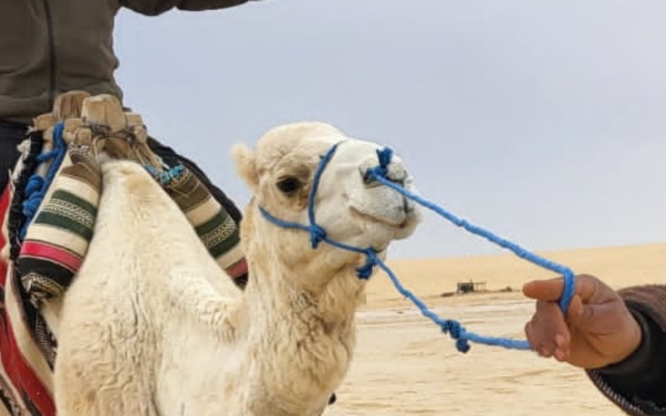 Zbiórka Wielbłodziątko - zdjęcie główne