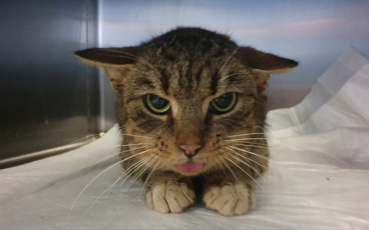 Kot z wyraźnymi oznakami stresu, leżący na białym tle.