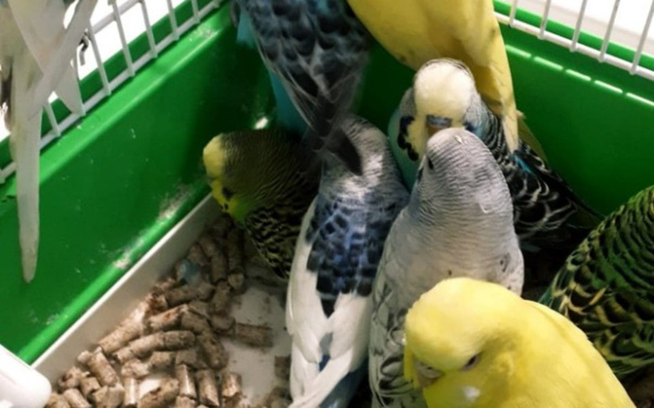 Zbiórka na papugę - zdjęcie główne