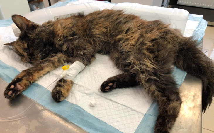 Zbiórka UmierającaKotkaZUlicyPOMOCY - zdjęcie główne