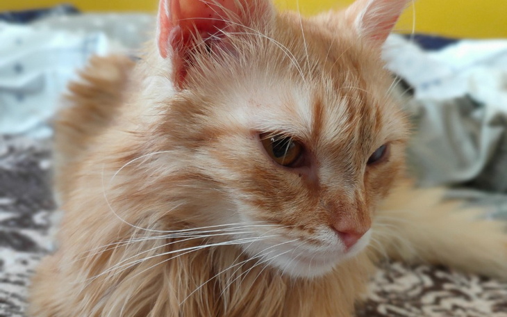 Zbiórka Alvin walczy o życie - zdjęcie główne