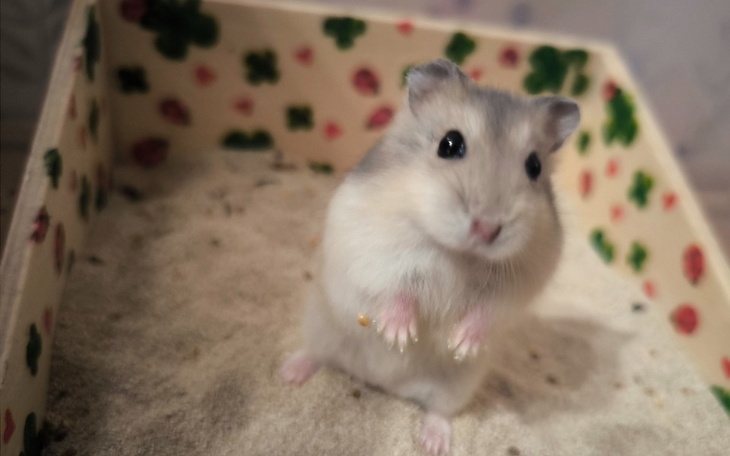 Zbiórka Kastracja Jemioły - zdjęcie główne