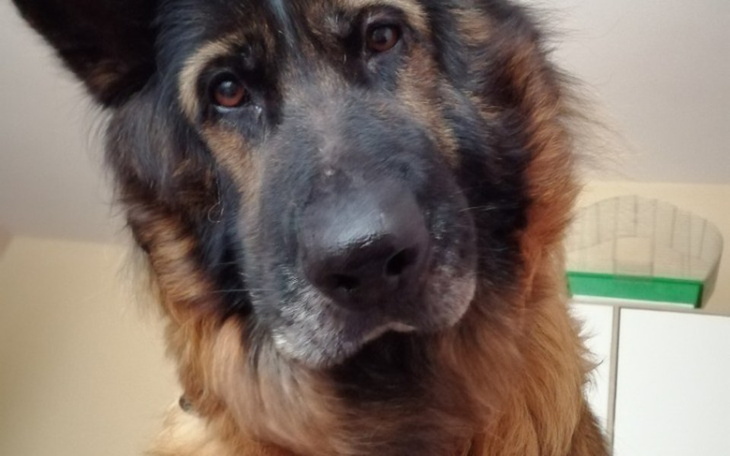 Zbiórka Pomoc dla przyjaciol - zdjęcie główne