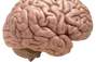 Zbiórka Mózgg - miniaturka zdjęcia