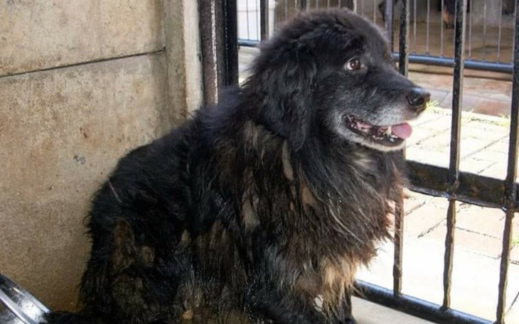 Zbiórka Na nowe życie schroniskowego psa - zdjęcie główne