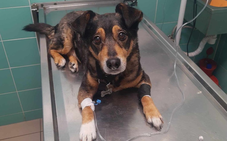 Zbiórka Leczenie Kordiego - zdjęcie główne