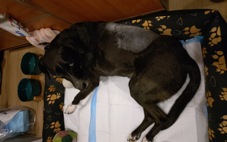 Czarny pies leżący na legowisku w domowym otoczeniu.