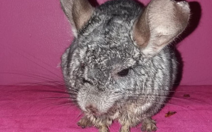 Zbiórka DT U Kociary - Czerwiec - zdjęcie główne