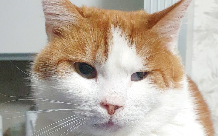 Rudy kot z wyrazem zamyślenia, siedzący w domowym otoczeniu.