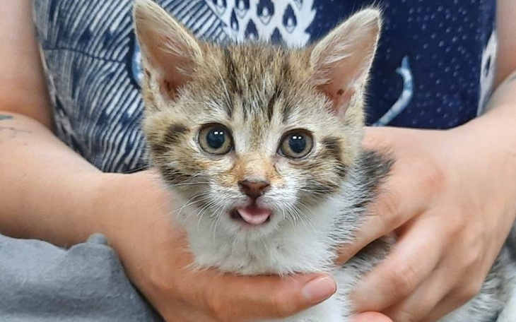 Zbiórka Ratujmy malutką Malinkę - zdjęcie główne