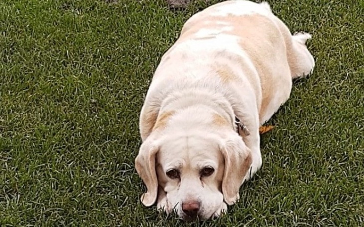 Zbiórka Pilnie potrzebny lek Vetoryl - zdjęcie główne