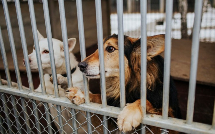 Zbiórka Smycze dla Schroniska Gilów - zdjęcie główne