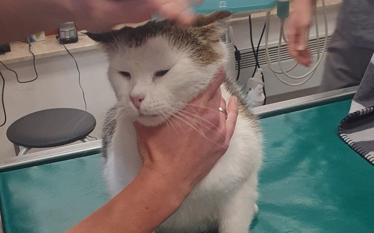 Zbiórka Wetuś w klinice i operacja - zdjęcie główne