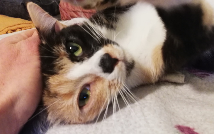 Zbiórka Zbiórka cegiełka by przetrwać - zdjęcie główne