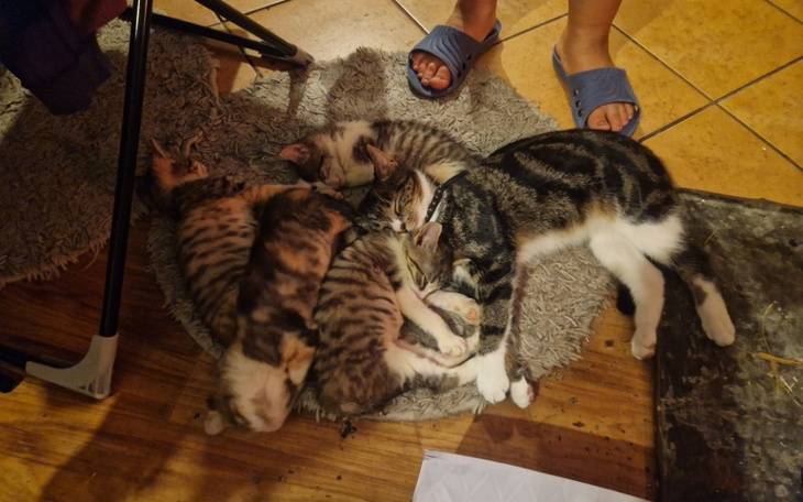 Zbiórka Na mleko i karmę dla sierotek - zdjęcie główne