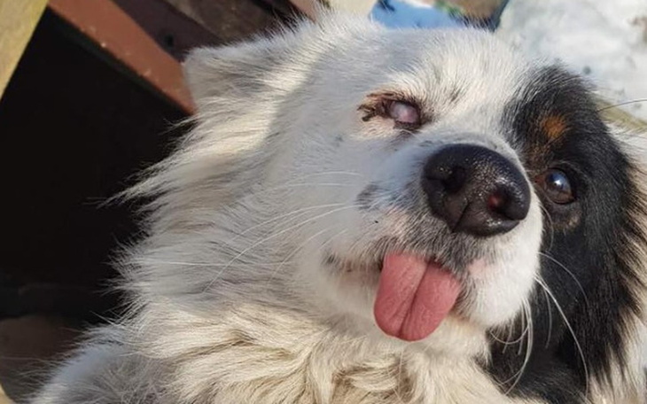 Zbiórka Jerry prosi o życie bez bólu - zdjęcie główne