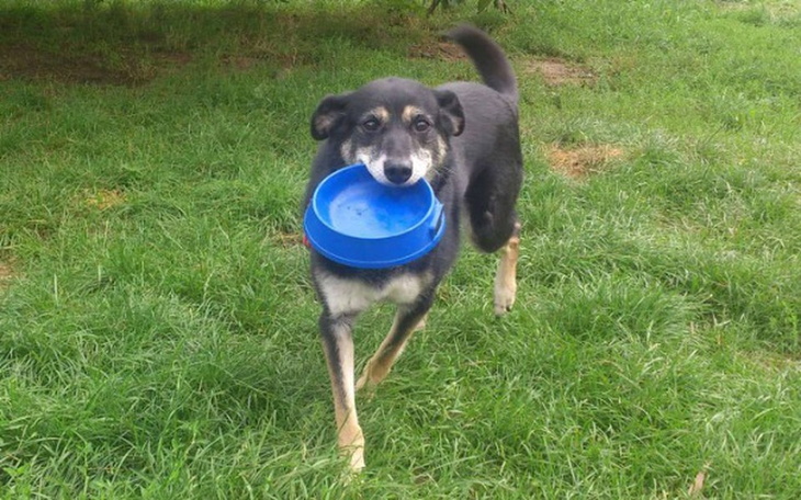 Zbiórka Faktura zooplus - zdjęcie główne