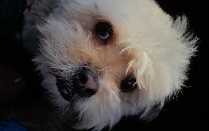 Zbiórka Wyleczmy kapsla - zdjęcie główne