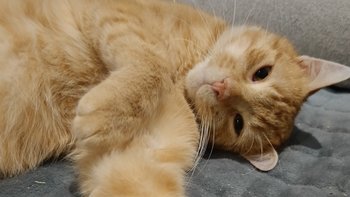 Zbiórka Chrupek i jego profilaktyka - miniaturka zdjęcia