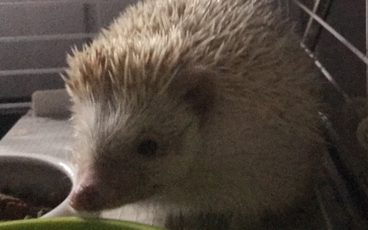 Zbiórka Karma dla jeża - zdjęcie główne