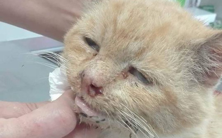 Zbiórka Leczenie kocurka KAMELKA - zdjęcie główne