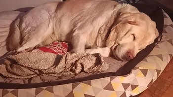 Zbiórka Diagnostyka chorego seniora - miniaturka zdjęcia