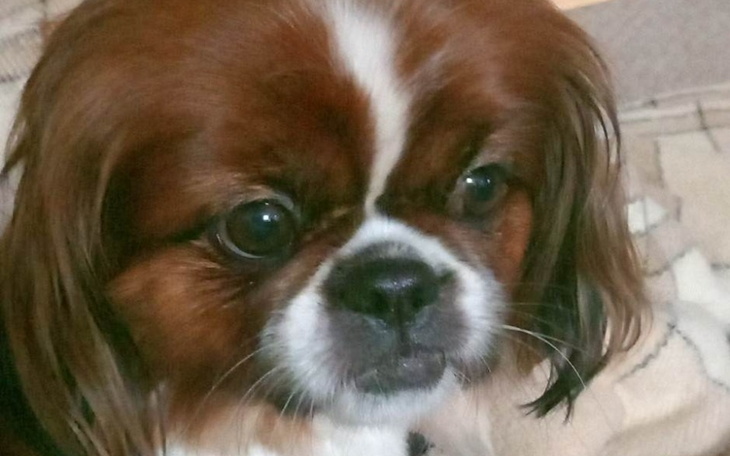 Zbiórka Na pieska operacje - zdjęcie główne